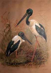 Black-necked Stork (Xenorhynchus australis), 1856-67 